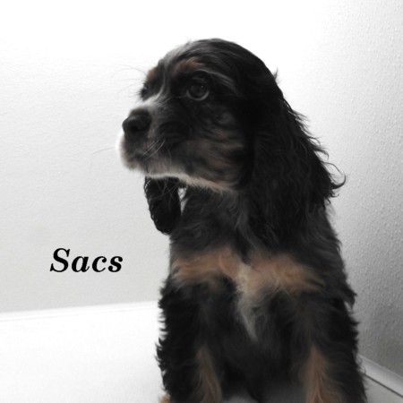 puppy, for, sale, Cocker Spaniel, Joe & Cherri  Overlease, dog, breeder, Miller, MO, dog-breeder, puppy-for-sale, forsale, nearby, find, puppyfind, locator, puppylocator, aca